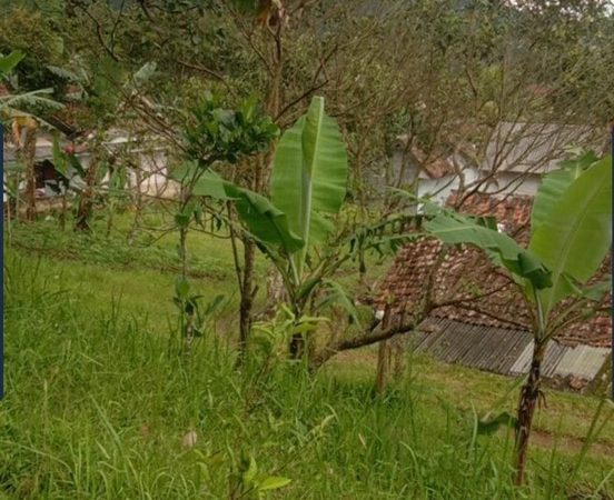 Tanah SHM Luas Berkelas di Cigombong Bogor